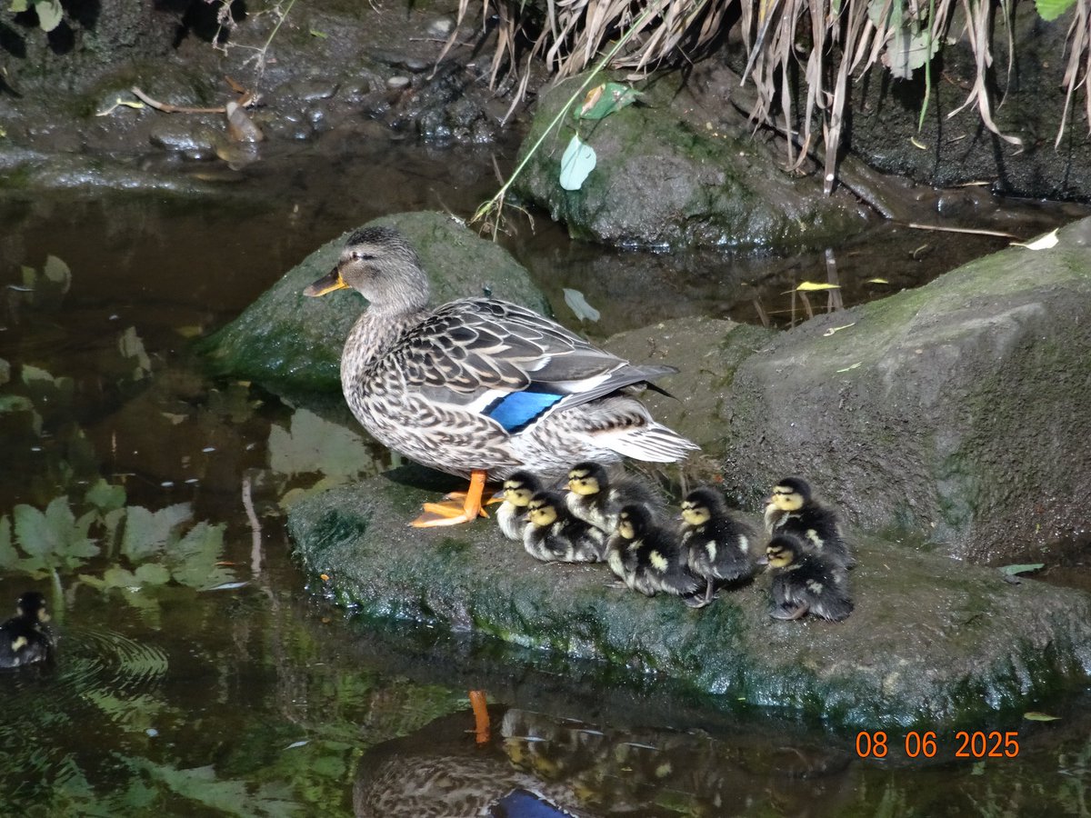 GaryWVC76's tweet image. Some photographs from todays Bioblitz at Linn Park in Glasgow ⁦@LoveLinnPark⁩ ⁦@TamVC77⁩ ⁦@BC_Scotland⁩ ⁦@ScottishBirding⁩