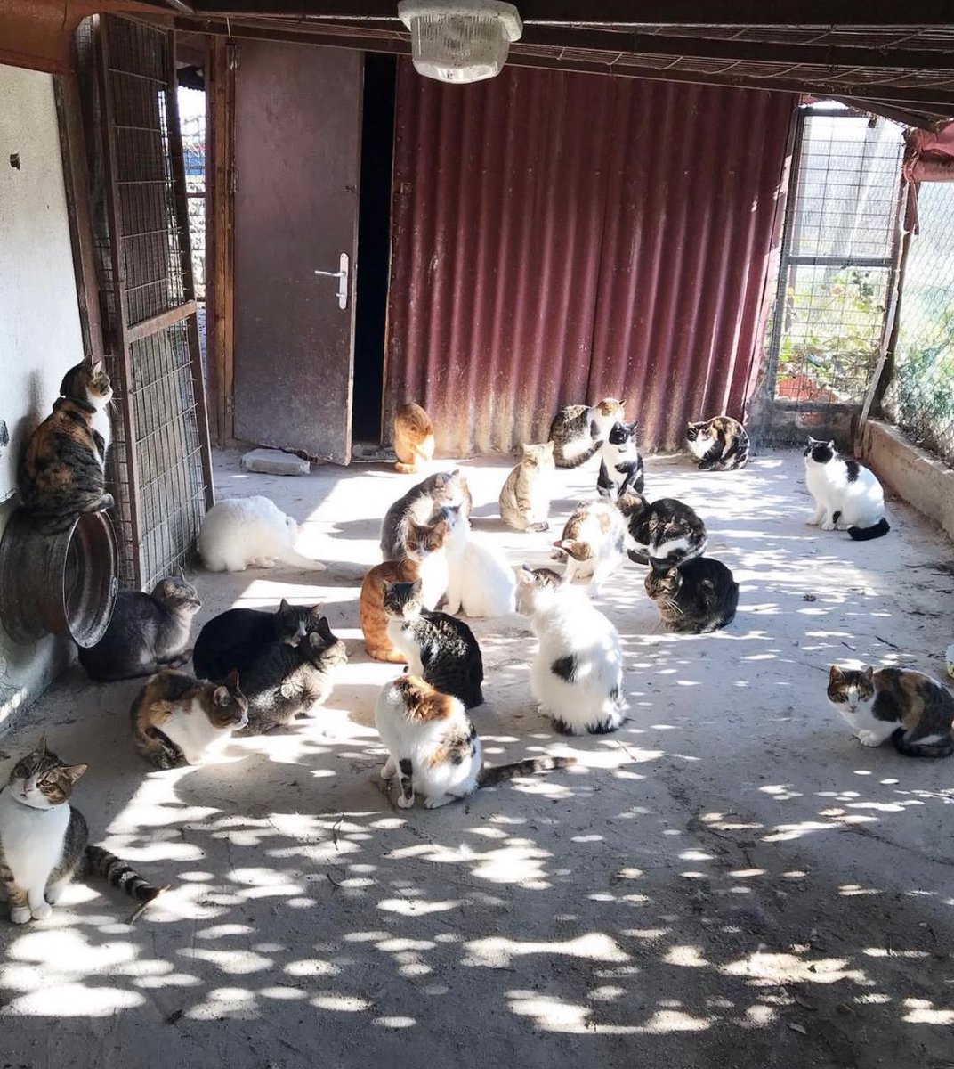 Kedilerimize yaş mama, kuru mama ve kum ihtiyacımız çok var. Bayram hediyesi yollar mısınız? Lütfen link için mesaj atın.