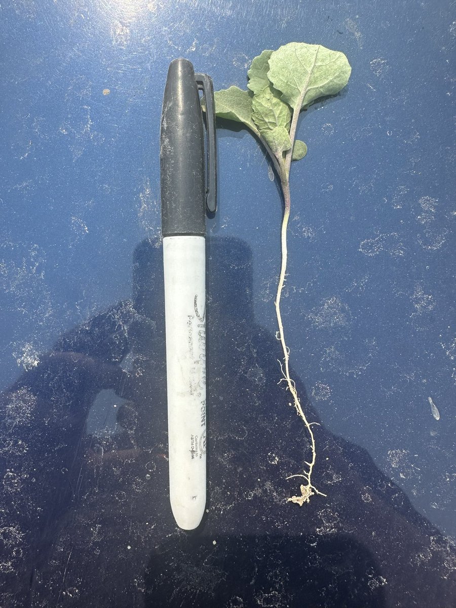 threeviewfarms's tweet image. This guy is giving it his all to find the moisture, but I fear it’s running from him faster than he can grow down!