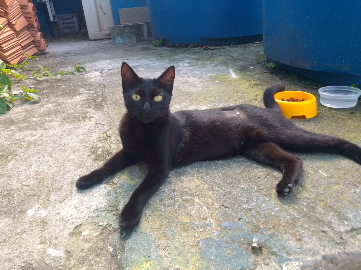 Ella es #Flow, llegó al Centro Comercial donde está Gathanas Tienda.  Ya se esterilizó.  Buscaré un hogar para mí negrita, ella es muy cariñosa. 
🐈‍⬛❤️🐾