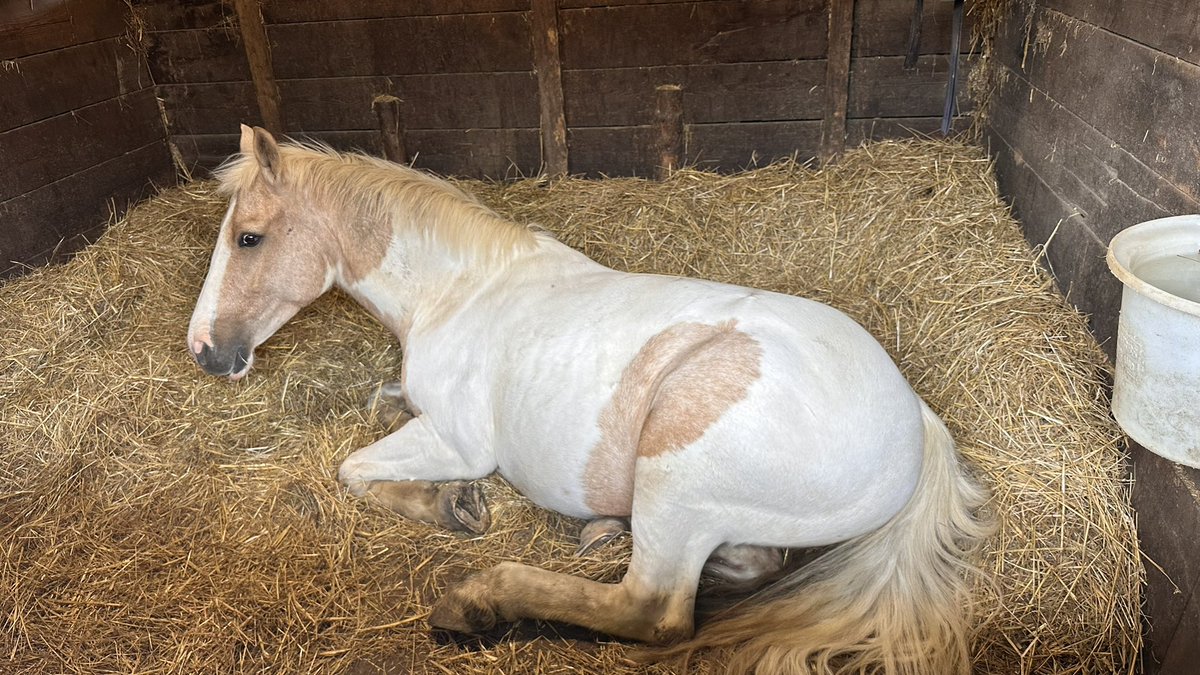 Marcelle Tauber-Gilmore, RGN, BSc, MSc 💙💛 (@marcelletauber) on Twitter photo 28.26 #NHS1000Miles this wk, all horse related activity.
Horses need to lay down to get REM sleep. Here's some of this week's sleepy horses.
<a href="/jsimpson1972/">Jen Simpson 🐝 💙</a> <a href="/SavineLouise/">Louise Savine RN MSc</a> <a href="/SigsworthJanice/">Janice Sigsworth RN 💙</a> <a href="/DianaBelshaw/">Diana Belshaw</a> <a href="/shiv_smith/">Shiv Smith 💙</a> <a href="/SaraTurle/">Sara Turle 💙</a> <a href="/Bex_Runs/">Bex 🏃🏻♀️</a> <a href="/LindaChibuzor/">Linda Chibuzor</a> <a href="/MawdsleyMark/">Mark Mawdsley</a> <a href="/KathEvans2/">🌟 Kath Evans RGN RSCN 💙💛</a> 28.26 #NHS1000Miles this wk, all horse related activity.
Horses need to lay down to get REM sleep. Here's some of this week's sleepy horses.
<a href="/jsimpson1972/">Jen Simpson 🐝 💙</a> <a href="/SavineLouise/">Louise Savine RN MSc</a> <a href="/SigsworthJanice/">Janice Sigsworth RN 💙</a> <a href="/DianaBelshaw/">Diana Belshaw</a> <a href="/shiv_smith/">Shiv Smith 💙</a> <a href="/SaraTurle/">Sara Turle 💙</a> <a href="/Bex_Runs/">Bex 🏃🏻♀️</a> <a href="/LindaChibuzor/">Linda Chibuzor</a> <a href="/MawdsleyMark/">Mark Mawdsley</a> <a href="/KathEvans2/">🌟 Kath Evans RGN RSCN 💙💛</a>