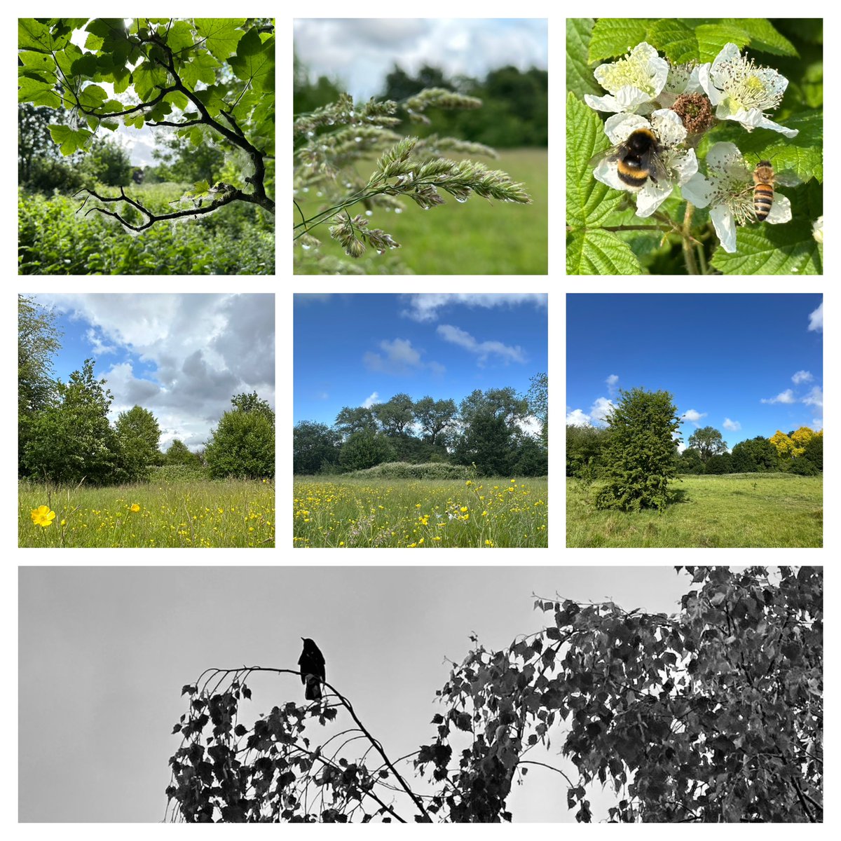Jay_Therapy Up North (@therapyupnorth) on Twitter photo This week and the first week of #30dayswild in <a href="/ryebankfields/">Save RyeBank Fields ๐๐๐</a> #chorlton #manchester #SevenOnSunday
#365dayswild #wellbeing #nature #therapy #outdoors #mindfulness #mentalhealth #health #wildflowerhour #NaturePhotography #SaveRyebankFields ๐ This week and the first week of #30dayswild in <a href="/ryebankfields/">Save RyeBank Fields ๐๐๐</a> #chorlton #manchester #SevenOnSunday
#365dayswild #wellbeing #nature #therapy #outdoors #mindfulness #mentalhealth #health #wildflowerhour #NaturePhotography #SaveRyebankFields ๐