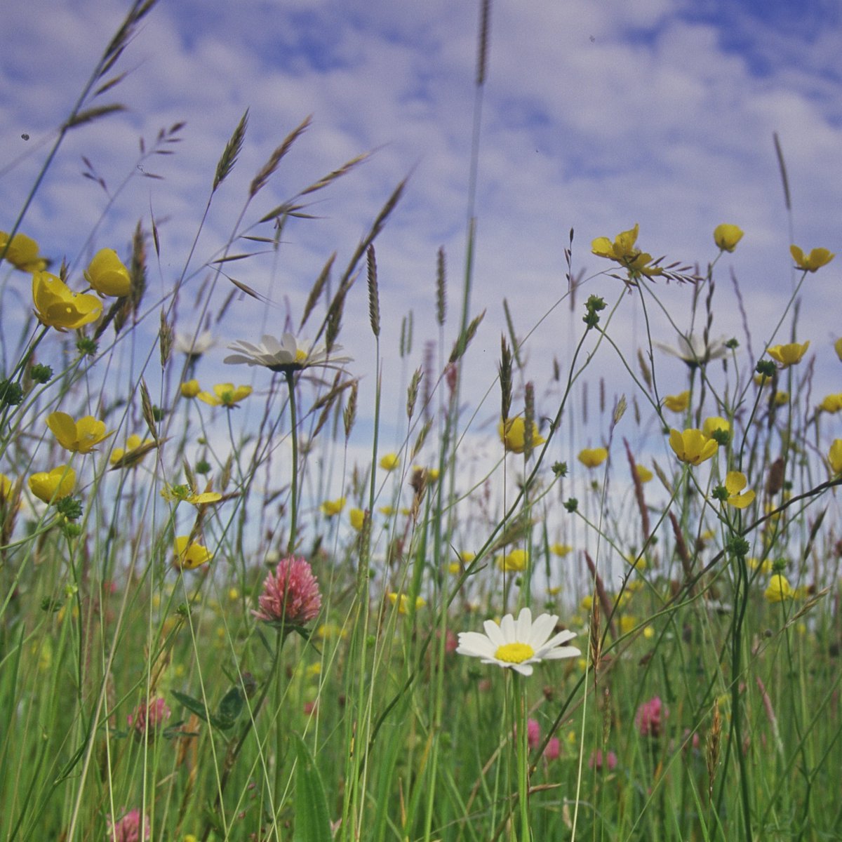 It’s a plant that does loads for nature - meet the Red Clover!

It enriches the soil by turning nitrogen from the air into a form plants can use. 🌱

Bumblebees also love its nectar-rich flowers! 🐝

Can you spot it in this meadow?

📷Pip Gray/Paul Glendell

#WildflowerHour