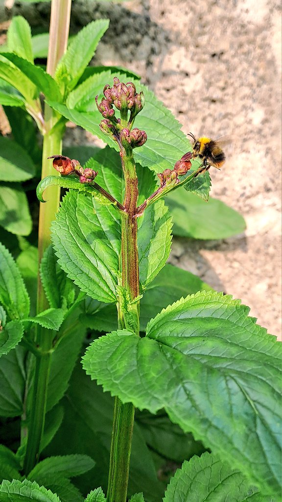 DonoghSweeney's tweet image. Figwort growing out our back garden in #Limerick #wildflowerhour @BSBIbotany