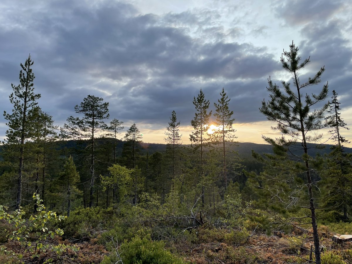 Evening. Enjoy yours😊💕🦋🦊