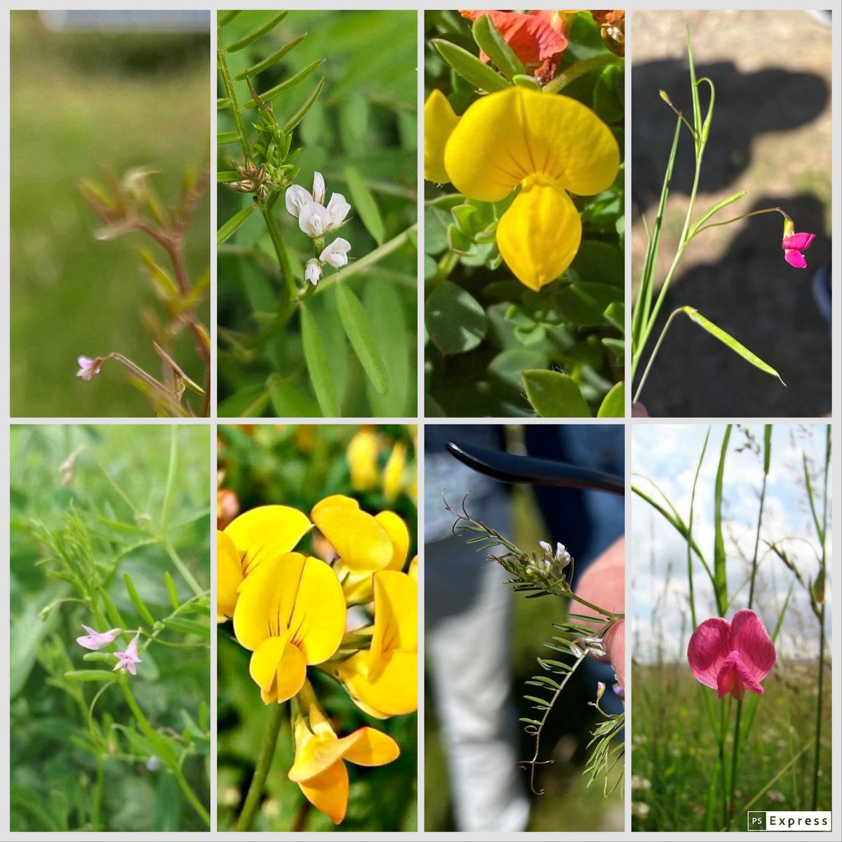 #WildflowerHour #peafamily Keyhaven Marshes
Spot the difference:
Bird’s foot trefoil, Lotus corniculatus vs
Meadow vetchling, Lathyrus pratensis red vs black markings

Tiny #Fabaceae 
Grass vetchling;
Hairy tare,Vicia hirsuta, (hairy pods)
Smooth tare V. tetrasperma (smooth pods)