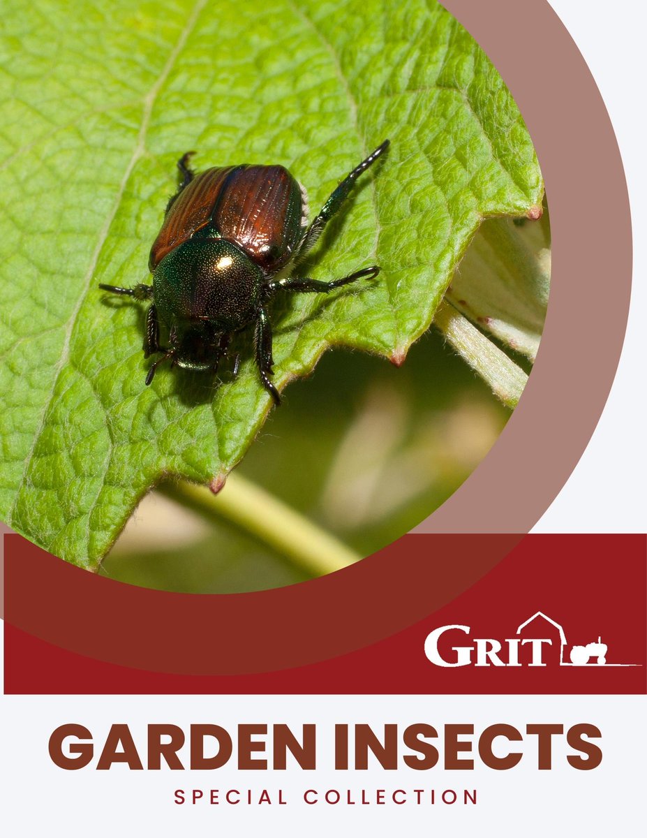 What's eating your garden plants? This free guide covers the good, the bad and what to do when the bad ones are eating all your plants. 

grit.com/free-guides/fr…
