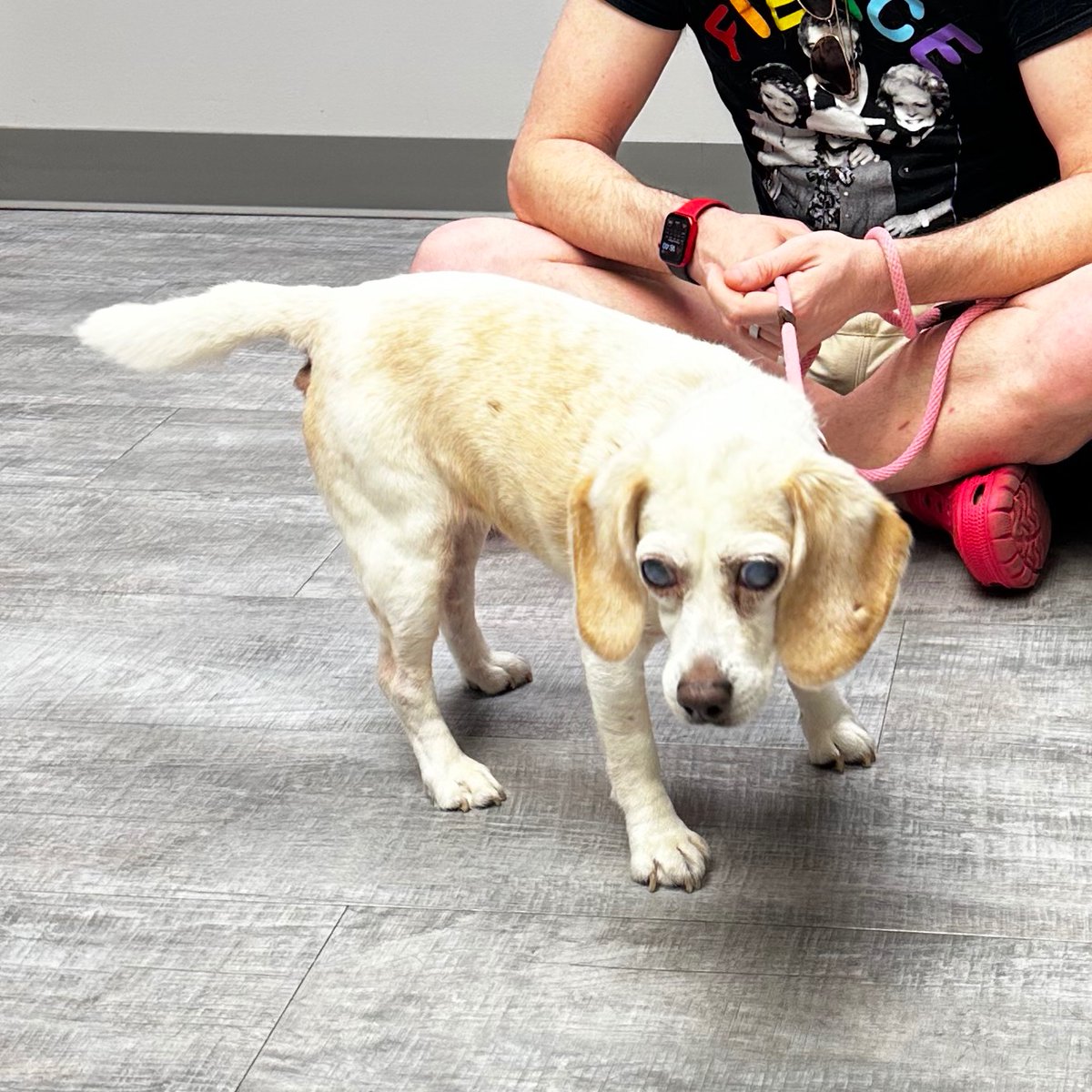 Baby Toot, the beagle in question, is still alive and kicking (and eating weird things) and she just had an excellent vet check-up despite being 9 million years old.
