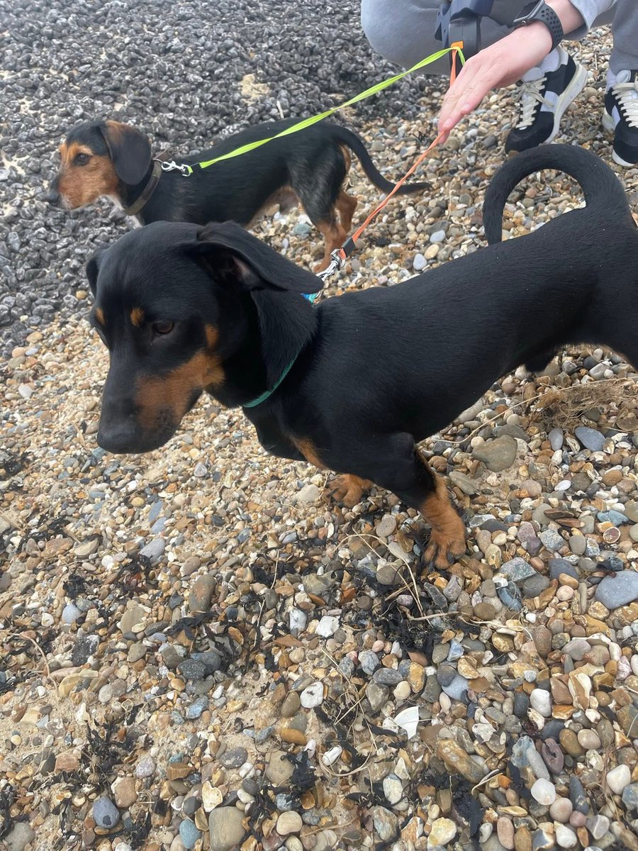 Rosie Doc (@rosiedoc666) on Twitter photo #StolenDogHour
We are appealing for any info please
HAVE YOU OR ANYONE YOU KNOW ADOPTED/BOUGHT / been given a dogs like either of these ???
‼️Are they SAFE ‼️
#Dachshunds
#SaveAPawRescue
🆘
#Sausagearmy
<a href="/juliagarland73/">Helping the lost home #TeamWales 🇬🇧</a> <a href="/RachaelB100/">Rachael</a> <a href="/TeaboyTeddy/">Mr Ted 🌈</a> <a href="/SarahMillican75/">Sarah Millican</a> #StolenDogHour
We are appealing for any info please
HAVE YOU OR ANYONE YOU KNOW ADOPTED/BOUGHT / been given a dogs like either of these ???
‼️Are they SAFE ‼️
#Dachshunds
#SaveAPawRescue
🆘
#Sausagearmy
<a href="/juliagarland73/">Helping the lost home #TeamWales 🇬🇧</a> <a href="/RachaelB100/">Rachael</a> <a href="/TeaboyTeddy/">Mr Ted 🌈</a> <a href="/SarahMillican75/">Sarah Millican</a>
