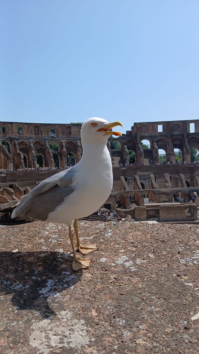 Deməli kollec bir qrup uşağı arxeologiya müəllimi ilə birgə 6 günlük İtaliyaya ekskursiyaya göndərib. Romanı, Pompeyi, Neapolu gəzirlər. Oğlumun o boyda Kolizeydə çəkdiyi fotoya baxın.)) Yeni generation baxışı hər zaman fərqli olur.