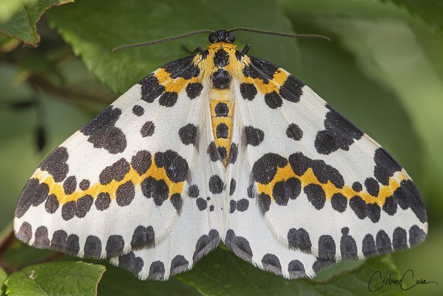 cain_cedric's tweet image. L&apos;on rencontre parfois sur l&apos;île au détour d&apos;un chemin ombragé ce papillon de nuit : Le Zérène du Groseillier (Abraxas grossulariata).
#ouessant #iledouessant #iroise #cedriccain #lumieresdouessant #papillon #buterfly #zerenedugroseillier #abraxasgrossulariata