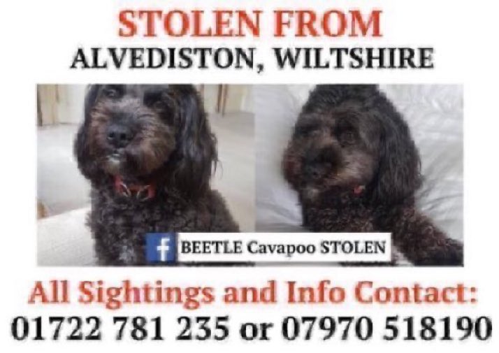 LisaClareRead2's tweet photo. Over four years since Beetle was stolen π’π’ Please RT and help get her home. Stolen from #Alvediston, #Wiltshire #SP5 on 31st August 2020. Please call numbers below if you have any information. #findbeetle #Cavapoo #stolendoghour https://t.co/ciB4qTVA1J