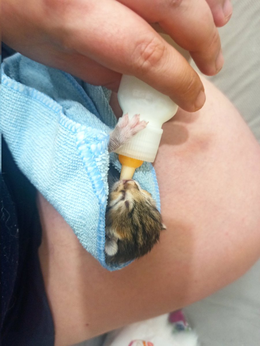 Kendi sütünü kendi içiyor Quenn