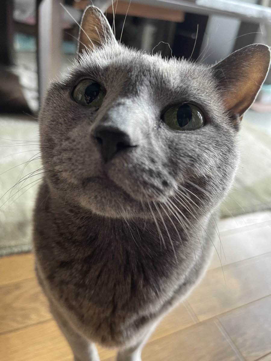 rinrin7481's tweet image. おはようございます😊😼😸
週末はあっという間に終わり…
気合いを入れるのに必死な月曜日です😵
そんな執事の隣でいつもと変わらないニャンズ…
見習わないと…
😼😸あたち達には月曜日がないからニャッ‼️
執事→なる程…また１つニャンズから学ばさせて頂きました💦
今週も宜しくお願い致します🤗✨