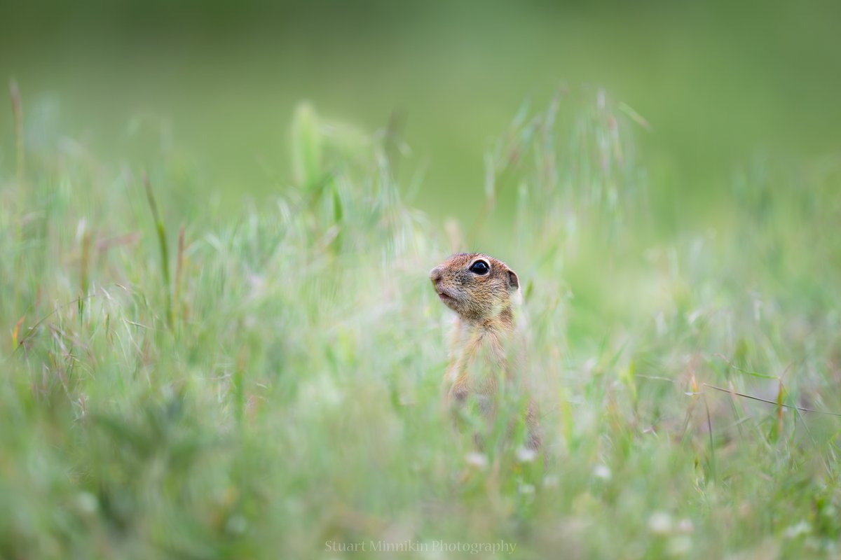 stuartminnikin's tweet photo. A European souslik or European ground squirrel (Spermophilus citellus) taken in Bulgaria last week. #souslik #europeansouslik #europeangroundsquirrel #spermophiluscitellus https://t.co/pOv0W1a8g4