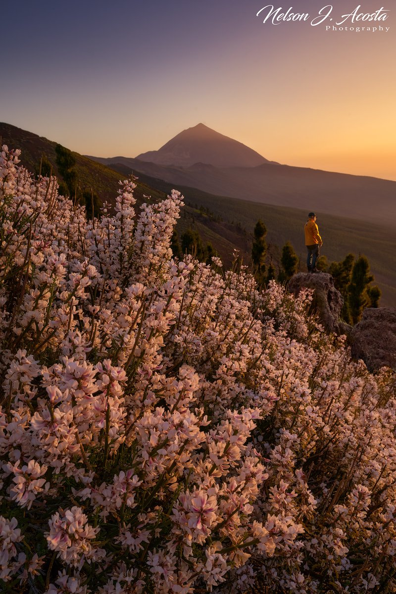 NelsonAcosta80's tweet photo. Atardecer del viernes con la floración de retamas que después del incendio ya muestran su recuperación https://t.co/P6YMbduRPr