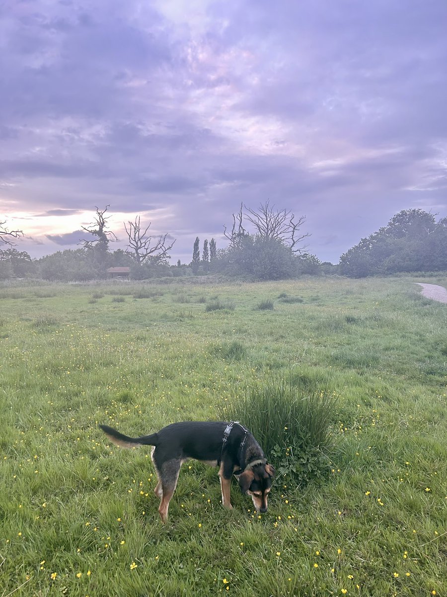 Heather_CCN's tweet photo. A much better week getting back on track. 37.6kms #nhs1000miles walked this week with my boy. 🐕 Hope everyone had a good week ☺️ #RescueDog #nature #sundayvibes #SundayCheckIn https://t.co/loLp3g0UJU