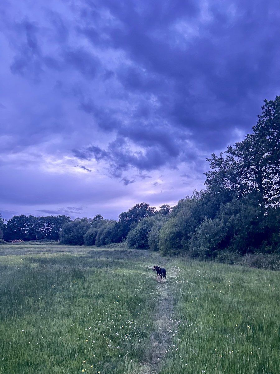 Heather_CCN's tweet photo. A much better week getting back on track. 37.6kms #nhs1000miles walked this week with my boy. 🐕 Hope everyone had a good week ☺️ #RescueDog #nature #sundayvibes #SundayCheckIn https://t.co/loLp3g0UJU