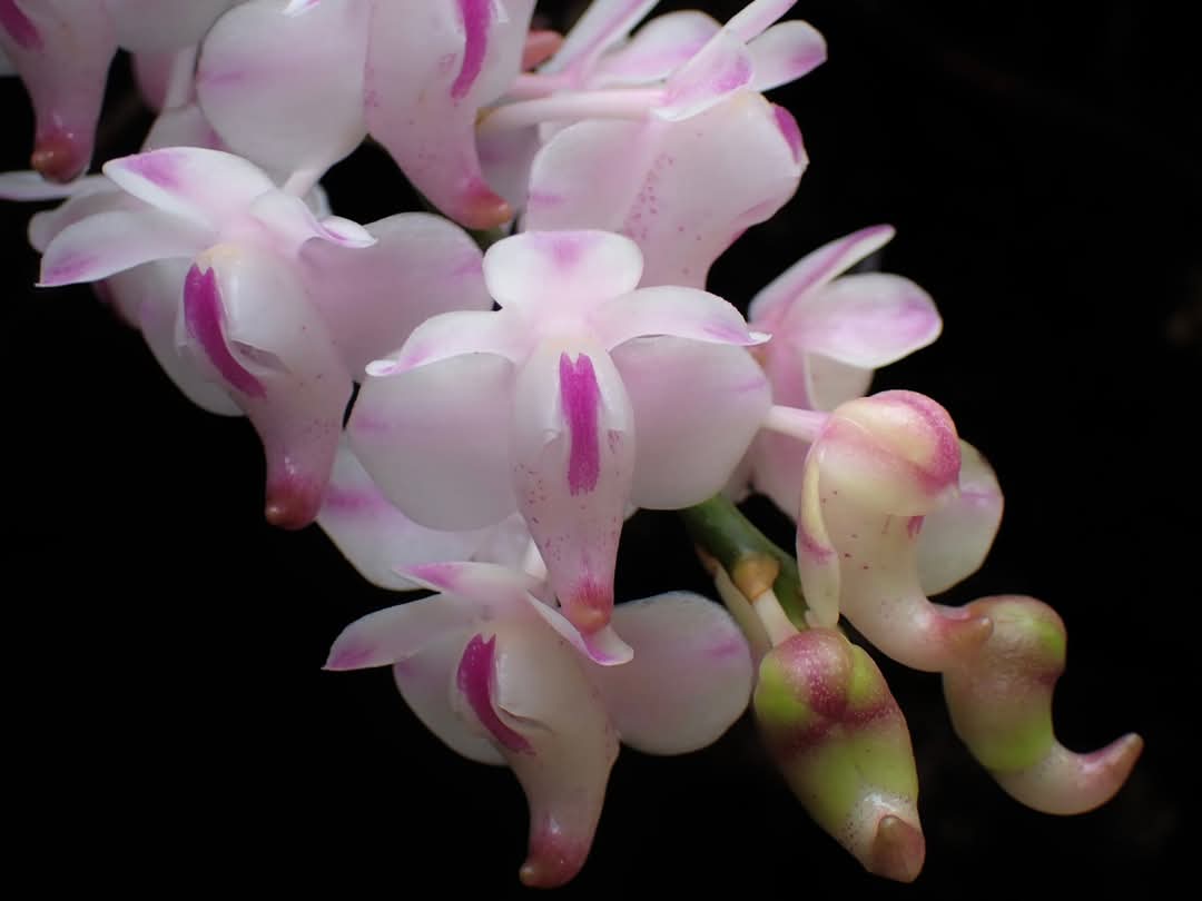 เอื้องกุหลาบกระเป๋าปิด บานทักทายสายฝน ที่ #อุทยานแห่งชาติหมู่เกาะสิมิลัน จ.พังงา เป็นกล้วยไม้ป่าชนิดหนึ่งที่มีความสวยงาม อีกทั้งยังมีกลิ่นที่หอมอ่อนๆ สร้างสีสันให้กับธรรมชาติ สะท้อนความอุดมสมบูรณ์ของธรรมชาติ 

#พังงา #กล้วยไม้ป่า #เอื้องกุหลาบกระเป๋าปิด #กรมอุทยานแห่งชาติ