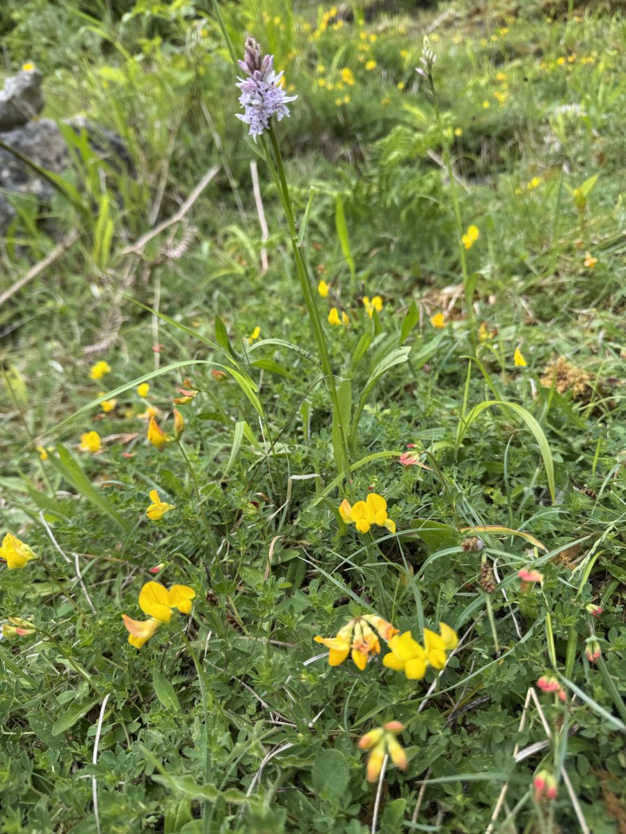 🍀dinesh patel 🦋 (@lancsgp) on Twitter photo Bird’s foot trefoil #peafamily with Common-spotted Orchid #cumbria #wildflowerhour <a href="/BSBIbotany/">BSBI: Botanical Society of Britain & Ireland</a> <a href="/ukorchids/">Wild Orchids UK & Ireland</a> Bird’s foot trefoil #peafamily with Common-spotted Orchid #cumbria #wildflowerhour <a href="/BSBIbotany/">BSBI: Botanical Society of Britain & Ireland</a> <a href="/ukorchids/">Wild Orchids UK & Ireland</a>