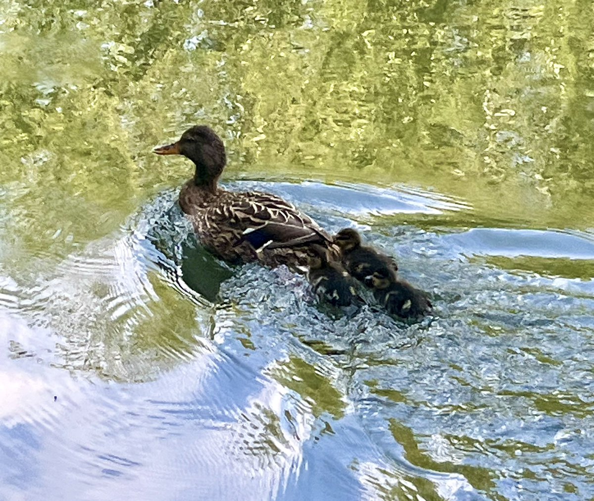 Nicole Atkinson (@nicolesatkinson) on Twitter photo #NHS1000miles - loving seeing all the new ducklings out on the local canal while out running this weekend🏃🏼♀️
Legs getting back to normal post <a href="/GUCR145/">Grand Union Canal 145 mile Race (GUCR)</a> & busted toe seems to finally be on the mend - Count down to Nomad 50 in few weeks which is a favourite local ultra #NHS1000miles - loving seeing all the new ducklings out on the local canal while out running this weekend🏃🏼♀️
Legs getting back to normal post <a href="/GUCR145/">Grand Union Canal 145 mile Race (GUCR)</a> & busted toe seems to finally be on the mend - Count down to Nomad 50 in few weeks which is a favourite local ultra