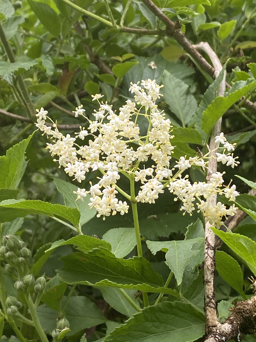 Delighted to find elderflowers! <a href="/wildflower_hour/">wildflowerhour</a> #wildflowerhour