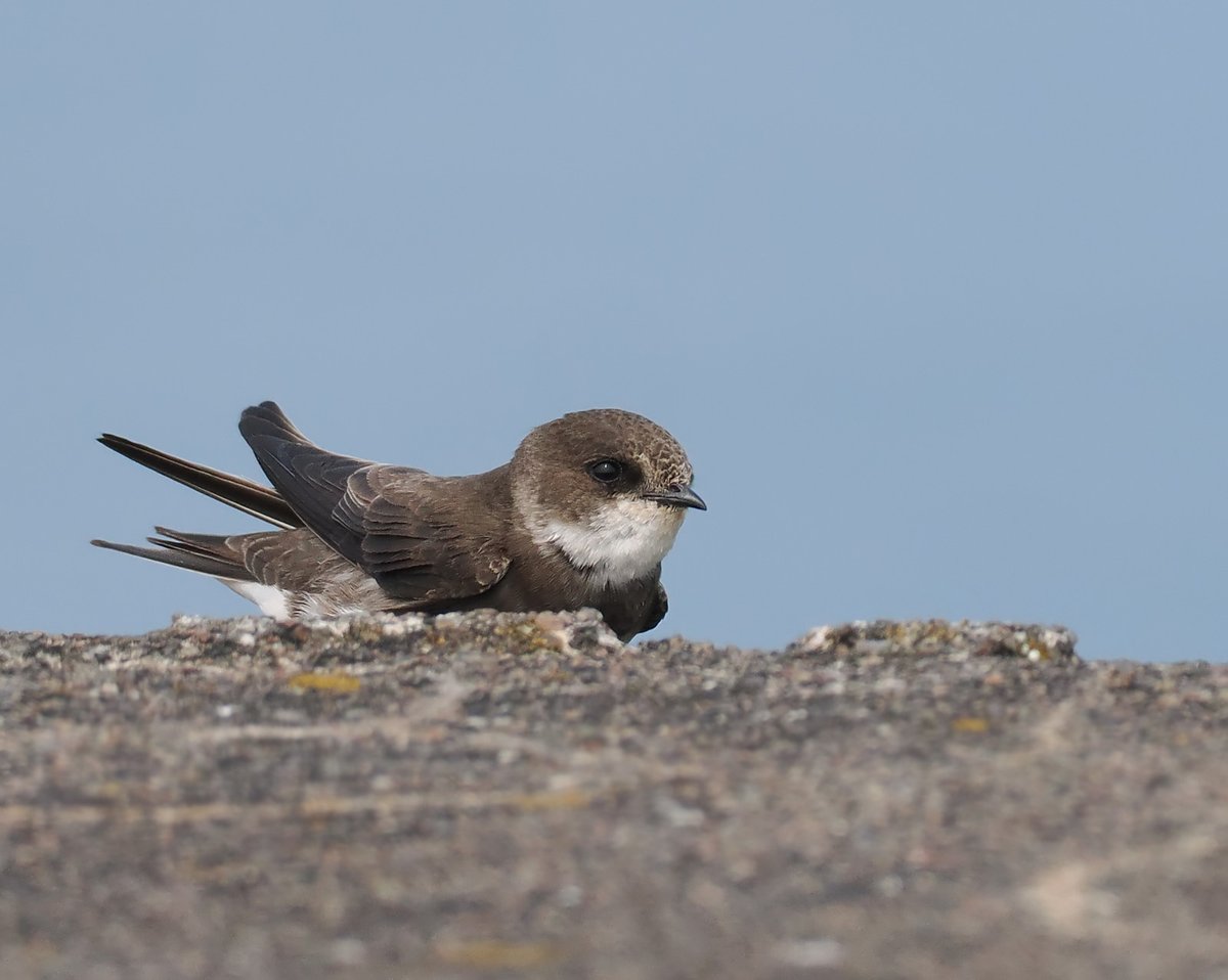 Andrew Whitehouse (@anthrobirder) on Twitter photo Sand Martins seem to be doing well at Girdle Ness this year. This one was crouching down on top of the concrete shelter by the Battery today. Sand Martins seem to be doing well at Girdle Ness this year. This one was crouching down on top of the concrete shelter by the Battery today.