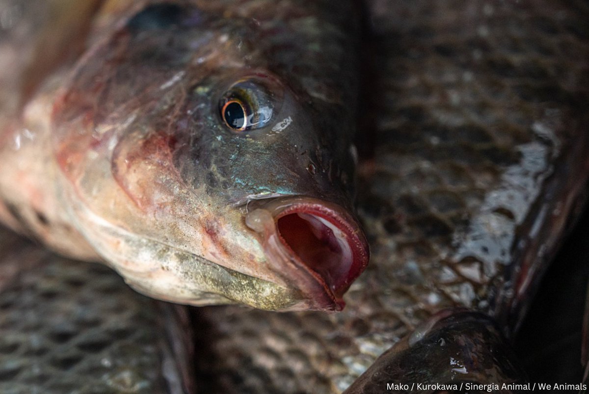 The_Vegan_Daily's tweet image. #Fish are sentient beings who feel pain, just like us. Each year, TRILLIONS of them are pulled out of the ocean for human consumption. 💔😢

This #WorldOceansDay, consider removing fish from your plate. 🐟