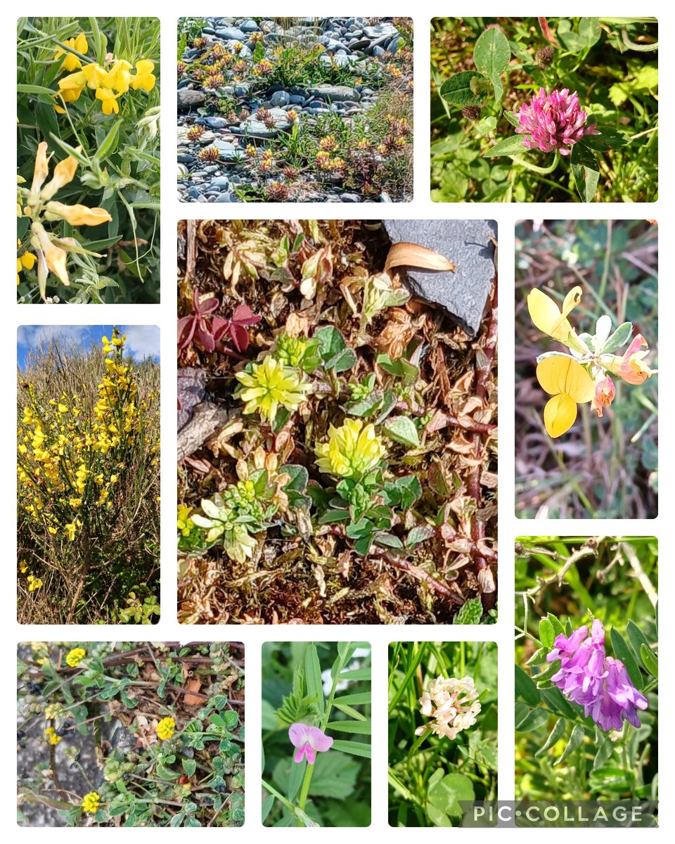 Suzanne Coleman (@sucoleman) on Twitter photo Ten from N Wales for this week's #wildflowerHour #PeaFamily challenge Meadow pea, Kidney vetch, Red clover, Broom, Common yellow trefoil, Bird's foot trefoil, Black medick, Common vetch, White clover, Bush vetch <a href="/wildflower_hour/">wildflowerhour</a>, <a href="/Love_plants/">Plantlife</a> <a href="/BSBIbotany/">BSBI: Botanical Society of Britain & Ireland</a> <a href="/BSBICymru/">BSBI Wales</a> <a href="/NaturCymru/">Natur Cymru</a> Ten from N Wales for this week's #wildflowerHour #PeaFamily challenge Meadow pea, Kidney vetch, Red clover, Broom, Common yellow trefoil, Bird's foot trefoil, Black medick, Common vetch, White clover, Bush vetch <a href="/wildflower_hour/">wildflowerhour</a>, <a href="/Love_plants/">Plantlife</a> <a href="/BSBIbotany/">BSBI: Botanical Society of Britain & Ireland</a> <a href="/BSBICymru/">BSBI Wales</a> <a href="/NaturCymru/">Natur Cymru</a>