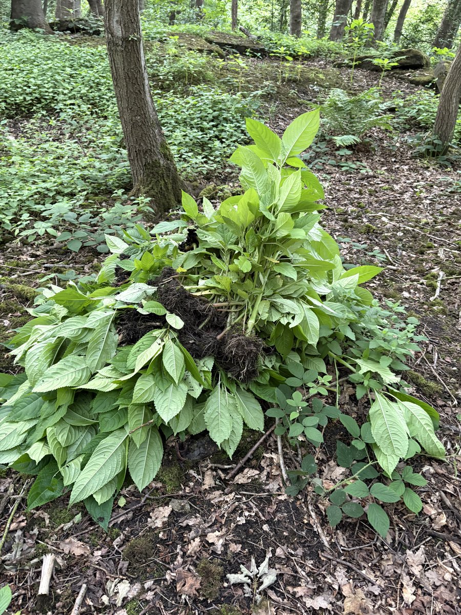 RagnarRagan's tweet photo. Cleared a big patch of this invasive species from my favourite woodland https://t.co/GupPLqv1C3