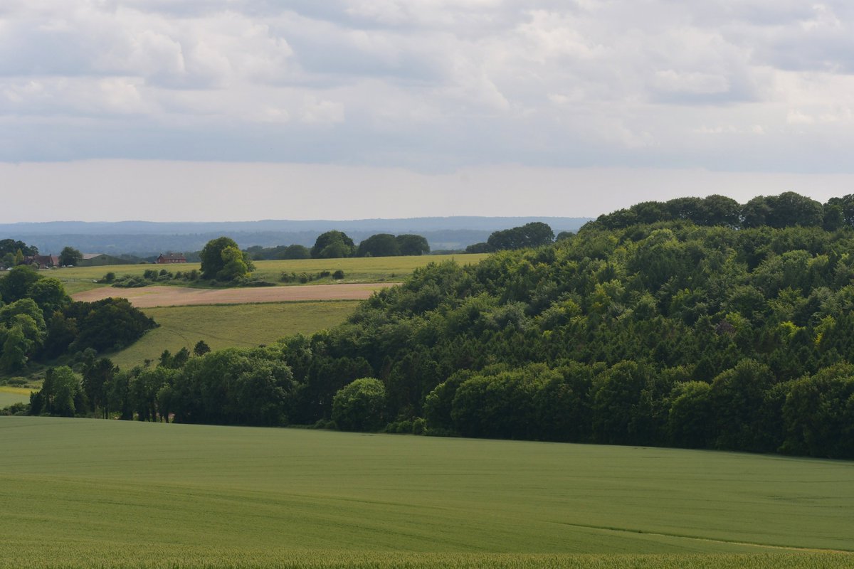 Farley Mount today. Nice to see Red Kite, Kestrel, Dunnock, Blackbird and Roe Deer.