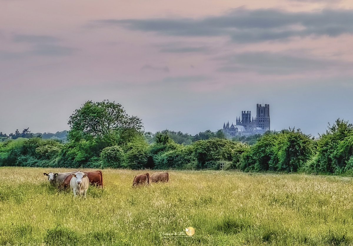 ”Cows &amp; Ely Cathedral ” ~ A lovely after dinner walk through Ely Country Park in Cambridgeshire ☺️ 
Looking forward to the warmer weather coming next week 🌤️ #Sunset #LovElyCathedral #Cows