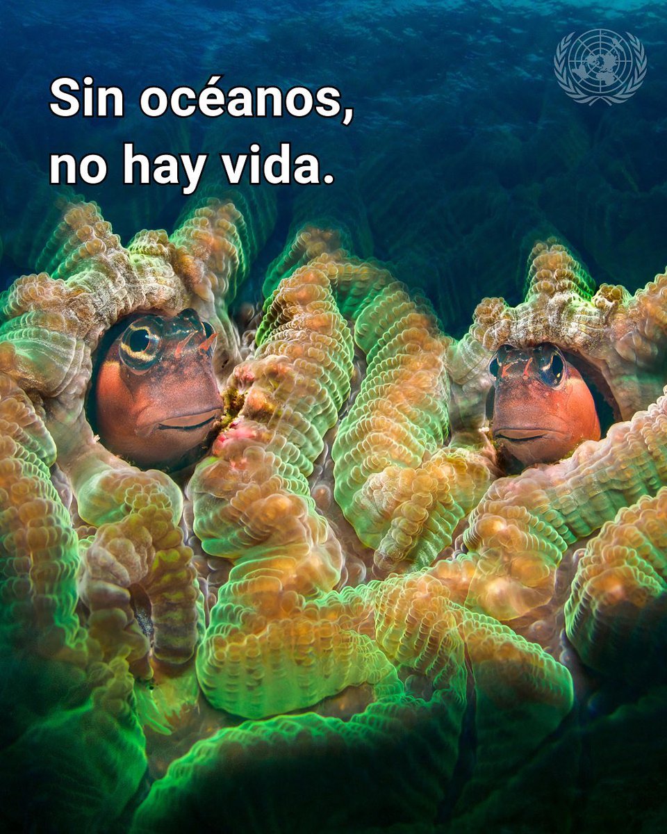 🌊 El océano nos da vida… y lo estamos llevando al borde del colapso.

Es nuestro mayor ecosistema, regula el clima y alimenta a millones, pero enfrenta amenazas críticas.

En este #DíaDeLosOcéanos, infórmate, actúa y comparte.
👉 Es hora de proteger lo que nos protege.