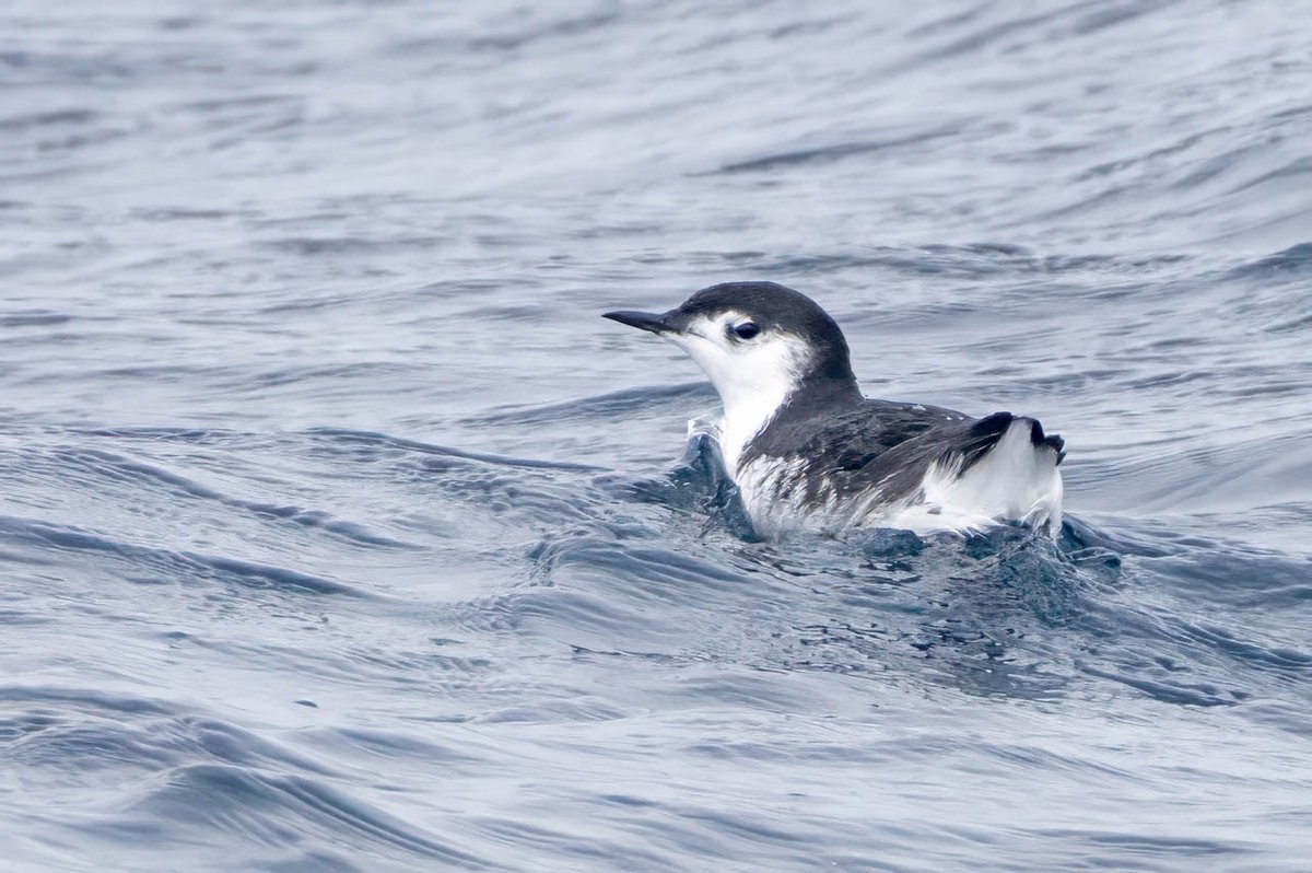 California Pelagic Trips 2025 - mailchi.mp/alvarosadventu…