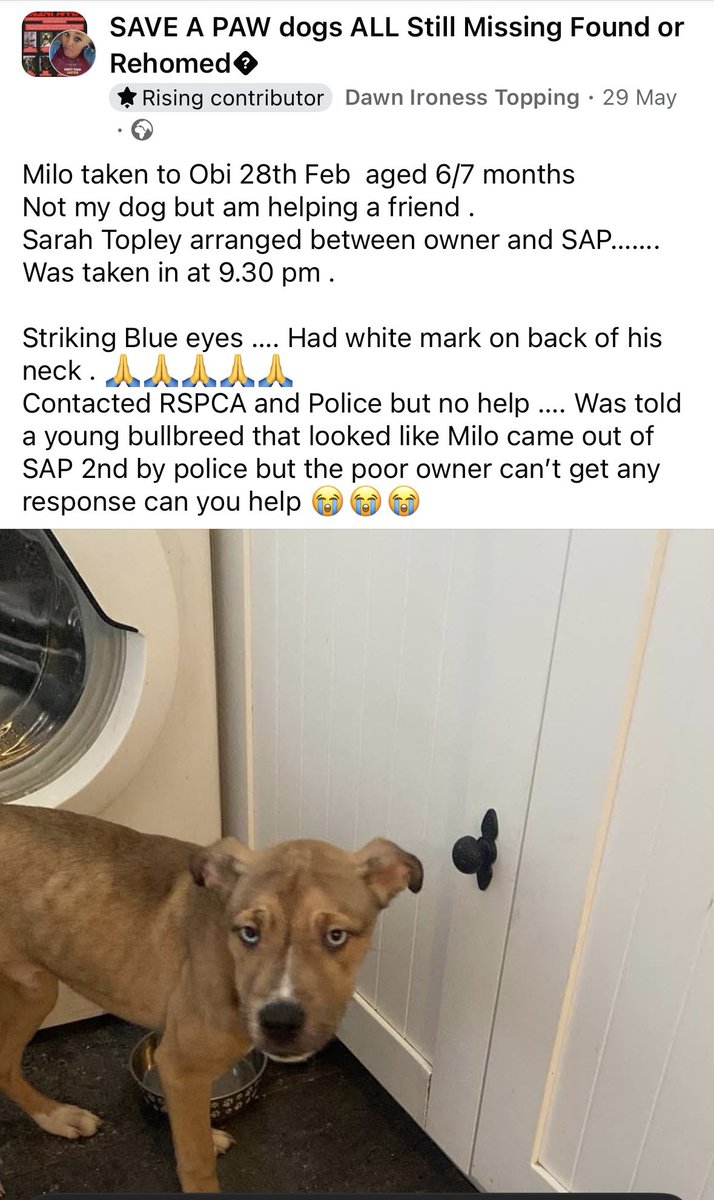 Rosie Doc (@rosiedoc666) on Twitter photo #StolenDoghour
“Milo taken to #Obi 28/2/25 aged 6/7 months
arranged between owner and #SAP…….taken in at 9.30 pm
Striking Blue eyes/white mark on back of his neck
HAVE U ADOPTED A DOG THAT COULD BE MILO <a href="/EssexPoliceUK/">Essex Police</a> DID MILO COME OUT ALIVE PLS?
<a href="/vee_essex/">🌻veronica 💙💙</a> <a href="/The_Animal_Team/">The Animal Team</a> #StolenDoghour
“Milo taken to #Obi 28/2/25 aged 6/7 months
arranged between owner and #SAP…….taken in at 9.30 pm
Striking Blue eyes/white mark on back of his neck
HAVE U ADOPTED A DOG THAT COULD BE MILO <a href="/EssexPoliceUK/">Essex Police</a> DID MILO COME OUT ALIVE PLS?
<a href="/vee_essex/">🌻veronica 💙💙</a> <a href="/The_Animal_Team/">The Animal Team</a>
