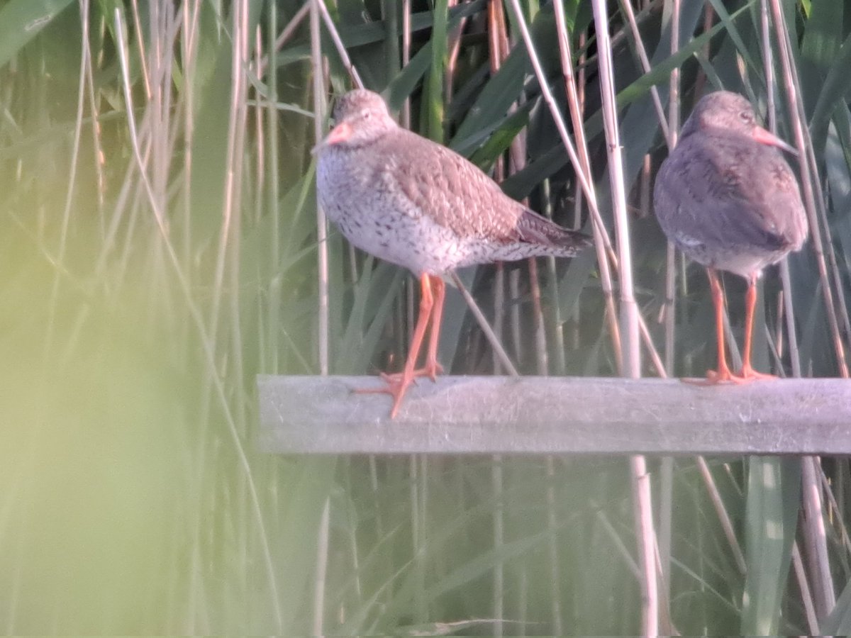 Breeding bird survey today <a href="/RSPBHamWall/">RSPB Ham Wall</a> with Karen <a href="/hobbylovinglife/">Karen Jayne</a> plenty of wildfowl with young, Bittern in flight, Marsh Harriers busy, 3 Redshank very vocal, 5 Hobbys, lots of GWE, 18+ Black-t Godwits, 2 Lapwing &amp; 1 White Stork overhead. All in all 52 species seen.