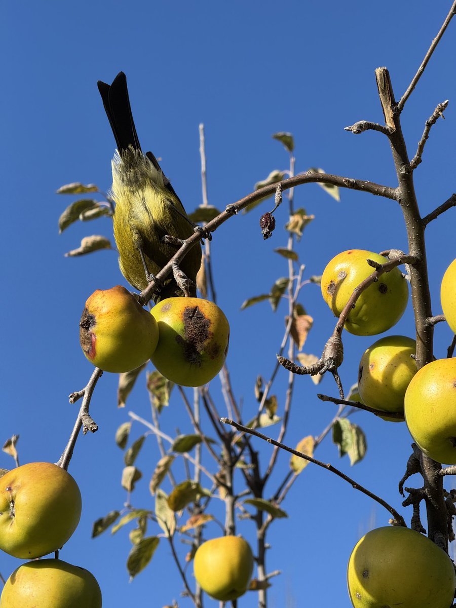 Jane Bloomfield tweet media