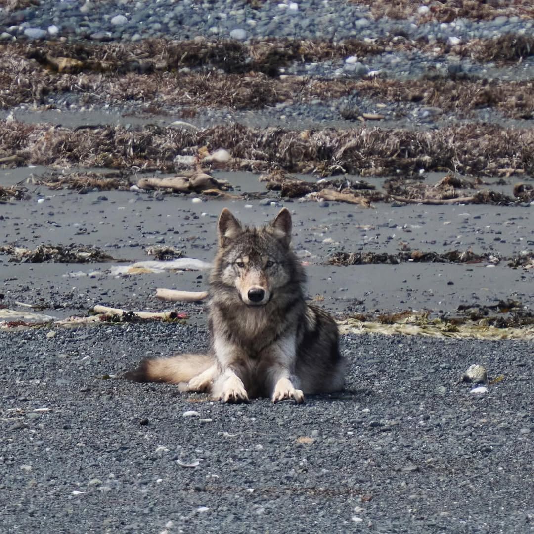 Some Kind of Wolf tweet media