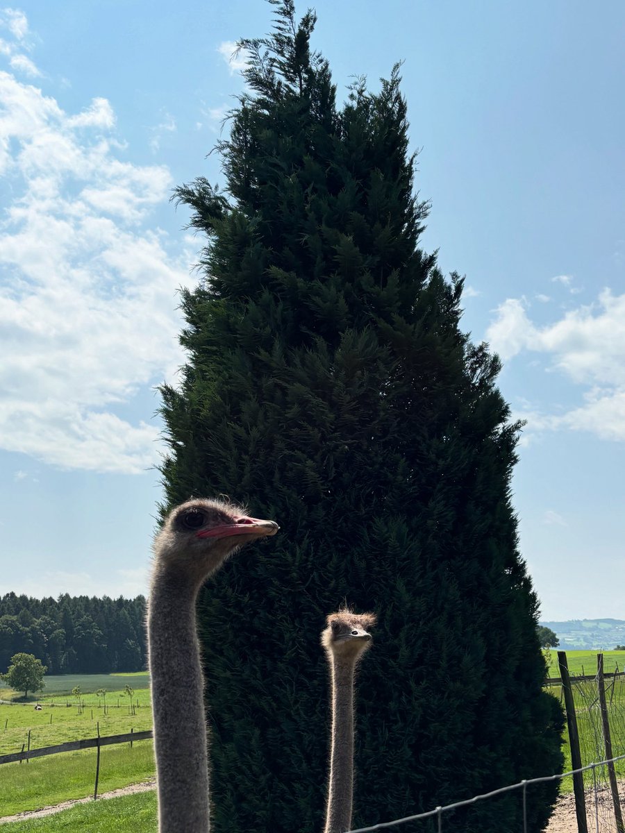 📸Straussenfarm am Sempachersee
🕊️
Pfingstsonntag 2025
Stocker-Treffen
Rückblick
Der Anlass war mit fast 100 Gästen ein herzhafter Erfolg. 🙏 für die einzigartige Organisation.
🕊️
Pfingstsonntag 2028
Stocker-Treffen
Vorblick
Hier übernimmt mein Sohn <a href="/Timothy_INT/">INT</a> die Federführung.