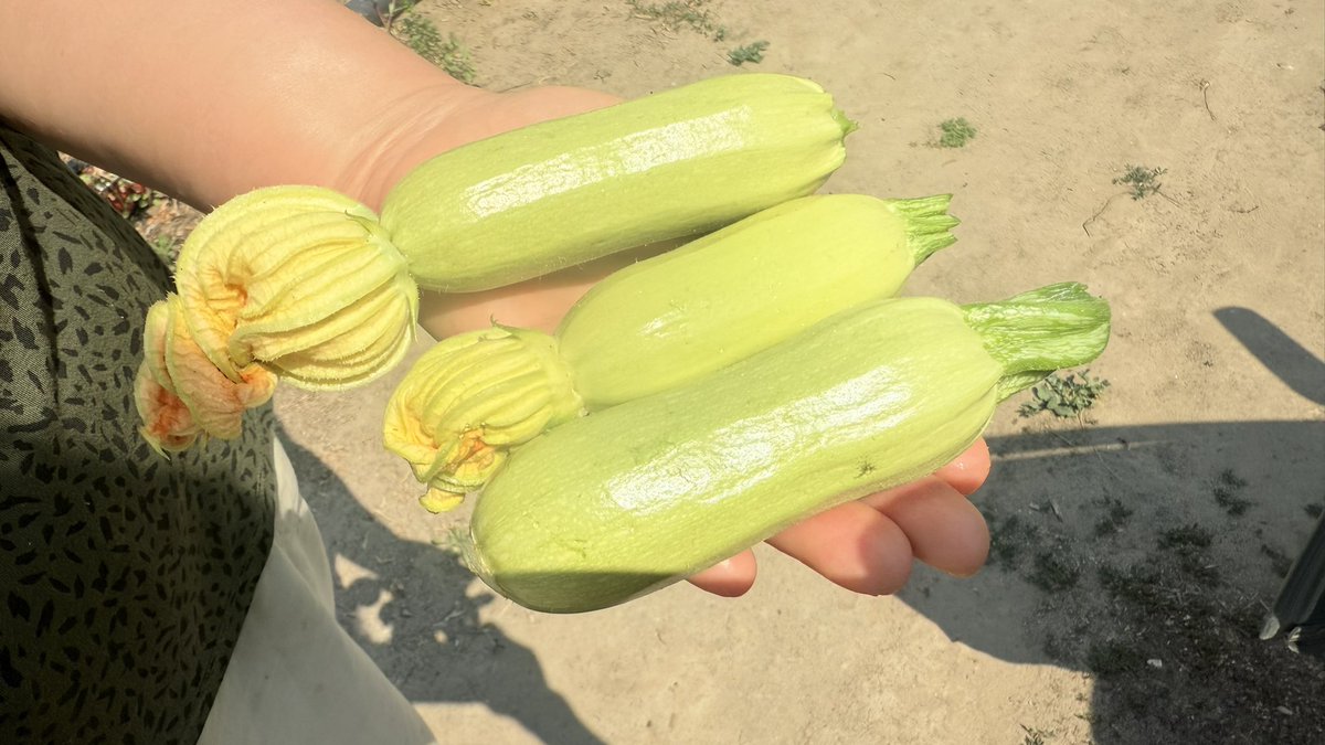 Kargalar 🐦‍⬛ 

Dokunmasalar kızartmalık olacaklar ama erken hasada razı olmak zorunda kalıyoruz.