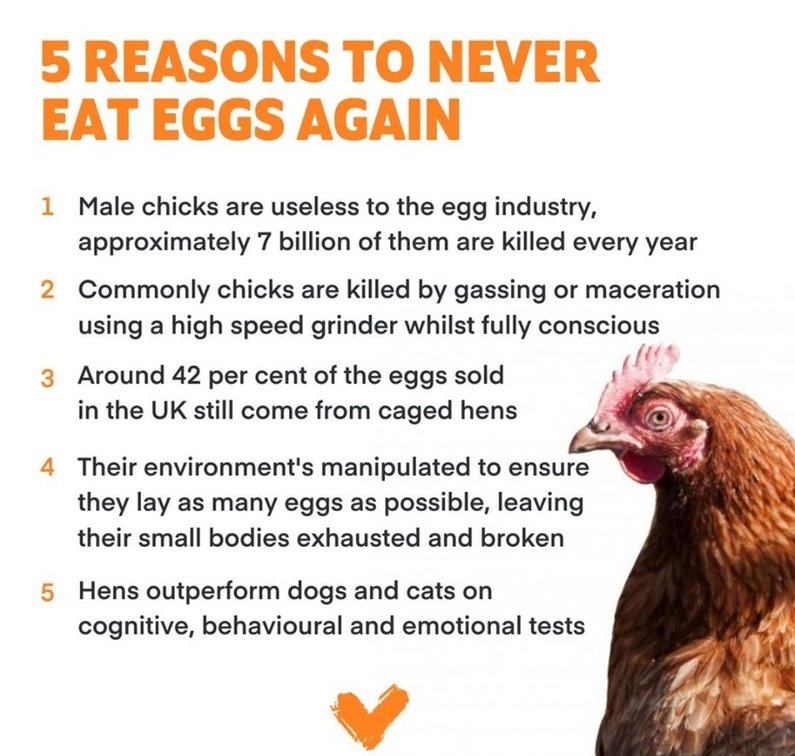 Vegan Future tweet media