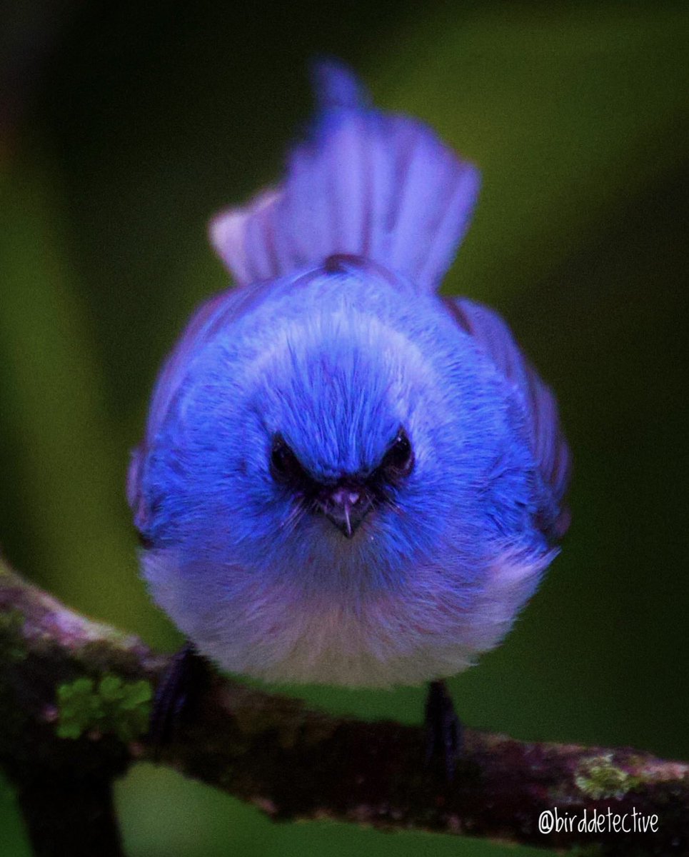 Rengarenk yaşam - Uganda’da yaşayan Afrika Mavi Sinekkapanı, yağmur ormanı derinliklerinde gözünüzü alır. Ormanın loşluğunda parıldayan soluk bir yıldız gibi…