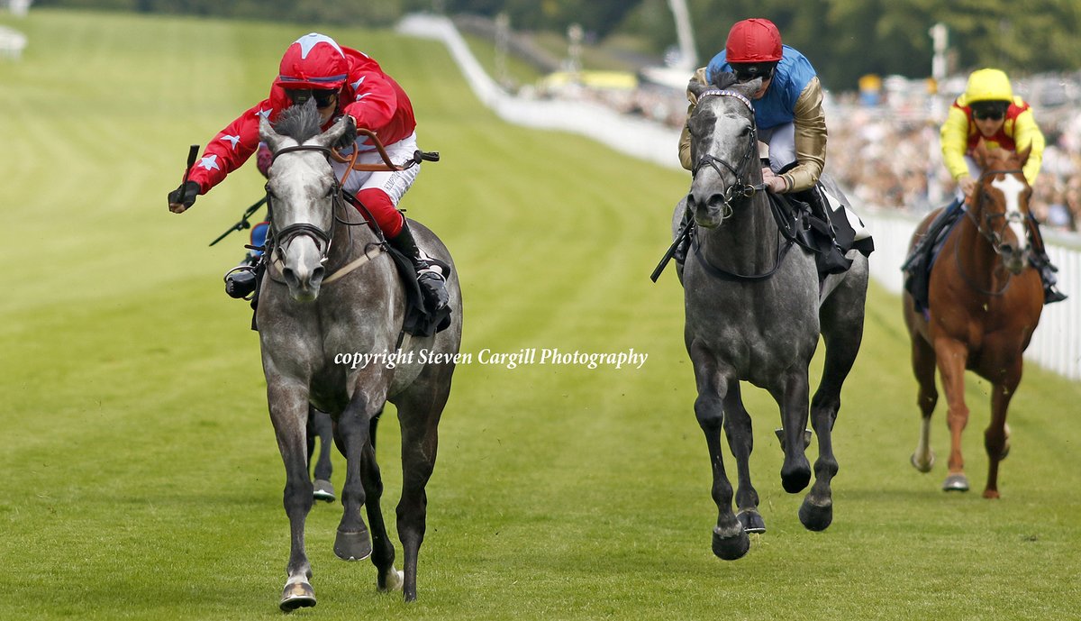 Steven_Cargill's tweet photo. 7th win for 7yo g MISTER BLUEBIRD (Outstrip) in 6f handicap @Goodwood_Races today for @RacingHeather https://t.co/0GMLprDNKv