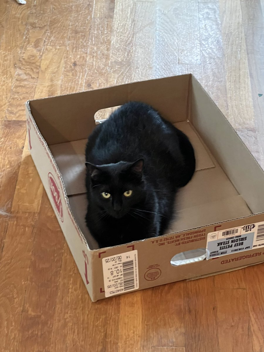 Sea Bass and Noodle: Happy #catboxsunday everypawdy!! Hope you have a nice day. ☀️