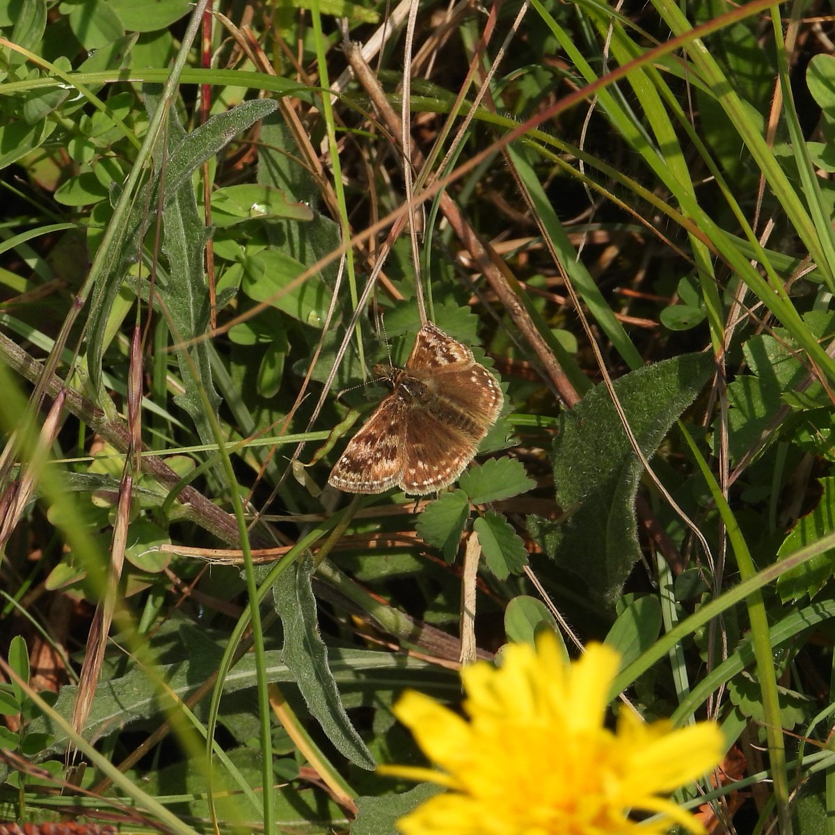 Matt Hull17 (@hull17matt) on Twitter photo Fontmell/Melbury Downs: 2 RL Partridge, 1 L. Whitethroat, 1 Corn Bunting, 1 Stoat, 3 Large, 1 Dingy Skipper, 3 Brown Argus, 32 Adonis Blue, 1 Small Tortoiseshell & 36 Small Heath. Good to see lots of Marbled Whites over the weekend (incl 2 at Middle Hope). <a href="/savebutterflies/">Butterfly Conservation 🦋</a> Fontmell/Melbury Downs: 2 RL Partridge, 1 L. Whitethroat, 1 Corn Bunting, 1 Stoat, 3 Large, 1 Dingy Skipper, 3 Brown Argus, 32 Adonis Blue, 1 Small Tortoiseshell & 36 Small Heath. Good to see lots of Marbled Whites over the weekend (incl 2 at Middle Hope). <a href="/savebutterflies/">Butterfly Conservation 🦋</a>