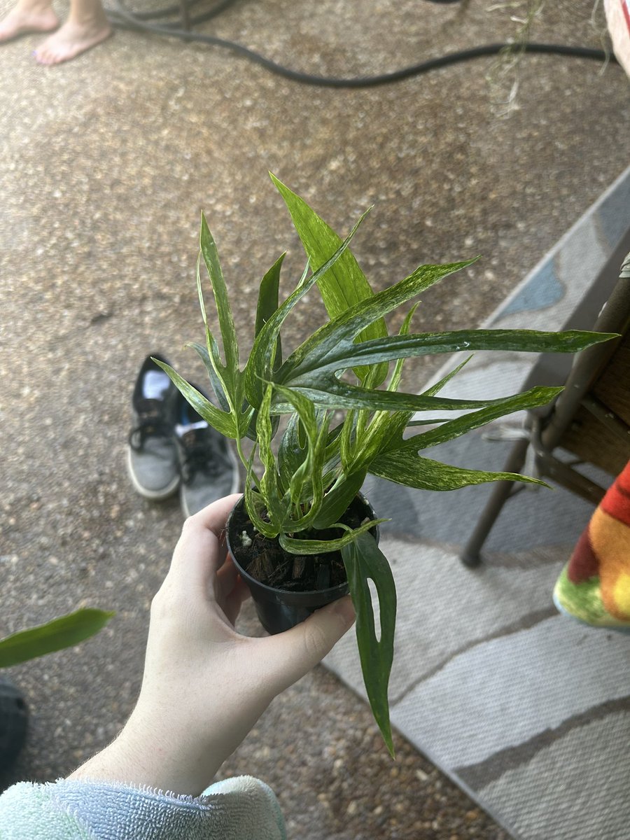 Today’s plant haul! 🖤