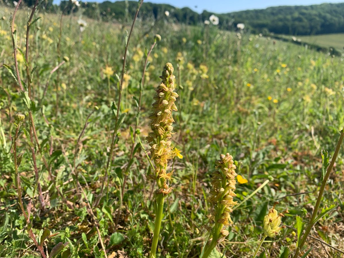 kentdowns6's tweet image. Fragrant, man & pyramidal orchid & broomrape sp. turning up on our new wildflower grassland creation sites each year - some of many species taking advantage of open, non competitive swards, often triggered by rattle expansion phase,typically 10 - 15 years after initial reversion