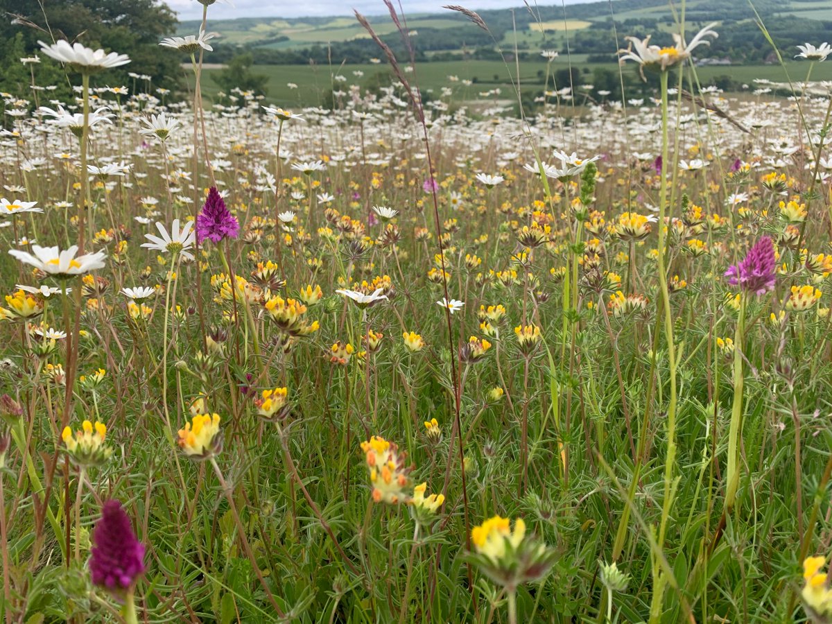 kentdowns6's tweet image. Fragrant, man & pyramidal orchid & broomrape sp. turning up on our new wildflower grassland creation sites each year - some of many species taking advantage of open, non competitive swards, often triggered by rattle expansion phase,typically 10 - 15 years after initial reversion