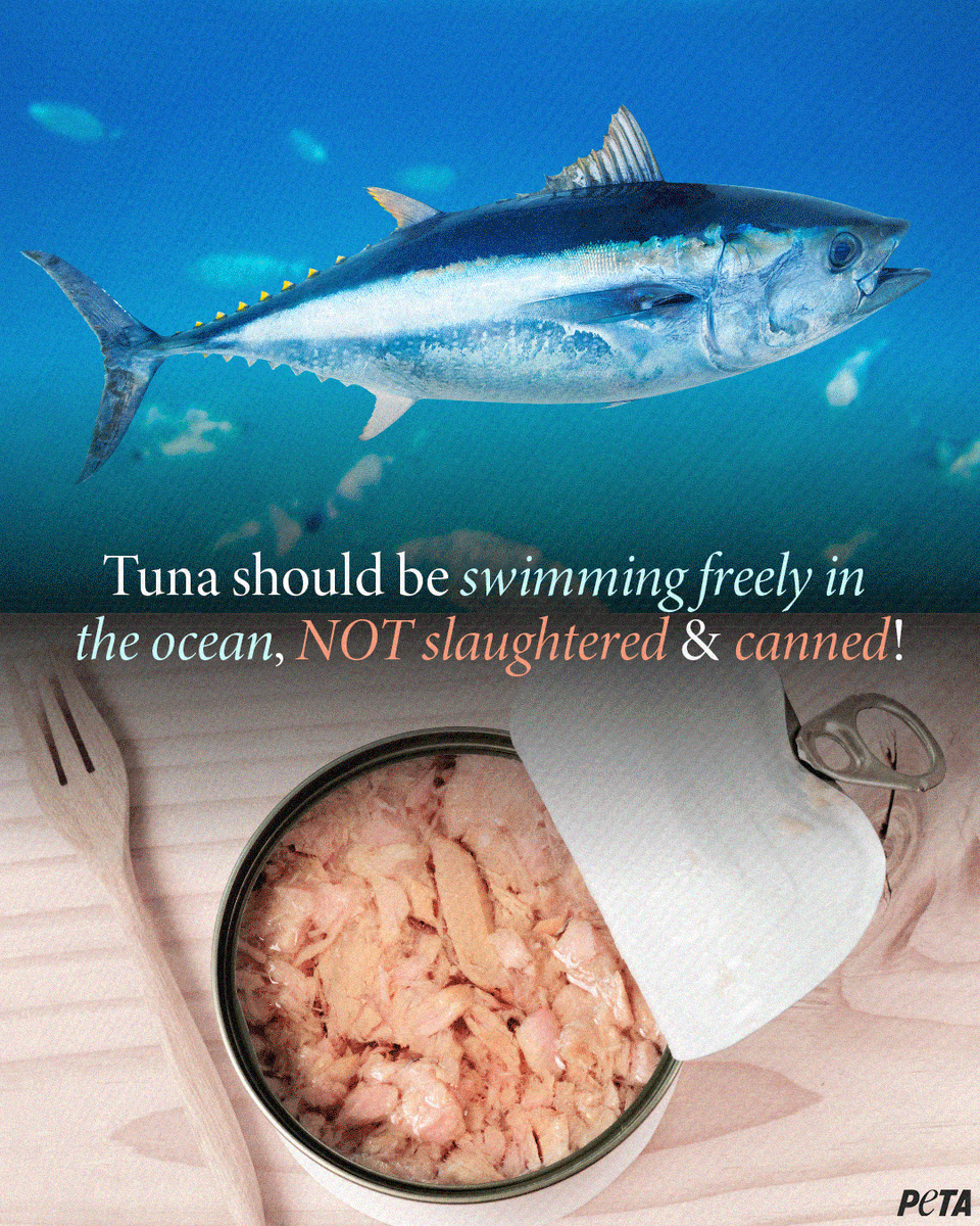 peta's tweet image. Tuna fish don’t exist so you can hit your protein goals 😖 They’re meant to explore the vast oceans 💔
 
Leave tuna OFF your plate this #WorldOceansDay &amp;amp; every day 🐟