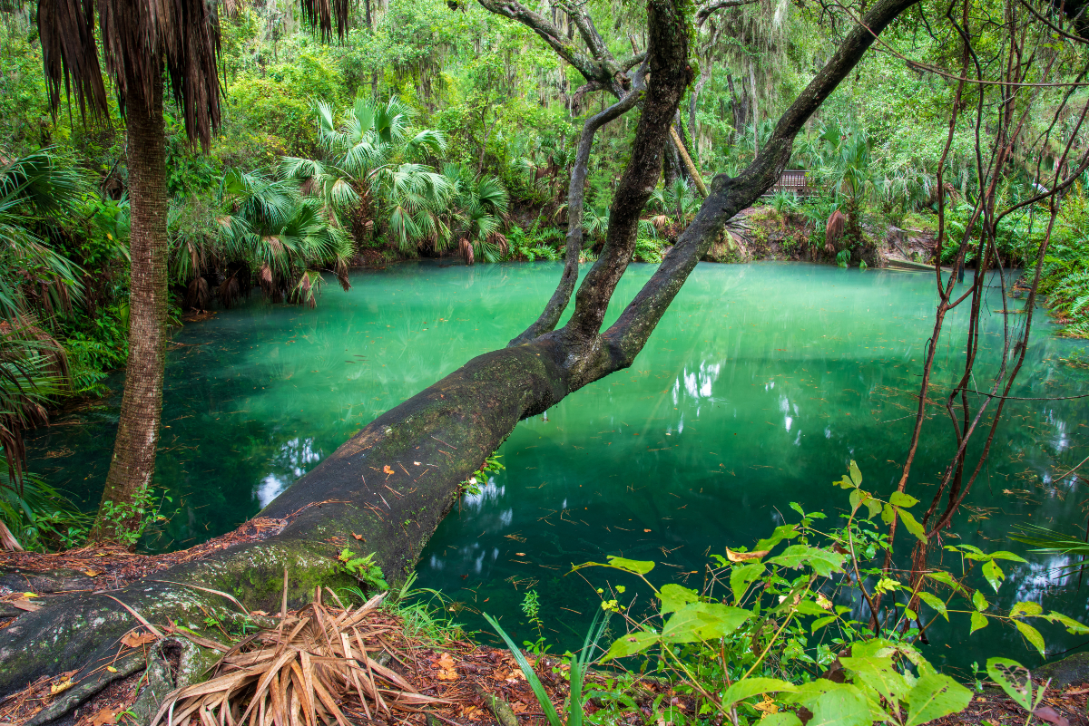 The Coolest Spring You've Never Heard Of 🤯 

Hidden in the heart of Central Florida is a spring so unique, it is literally green. 👀💧

📍 Green Springs

It’s not a swimming spring, but it’s SO worth the stop if you love nature, hidden gems, or Florida! 🌴

#HiddenFlorida